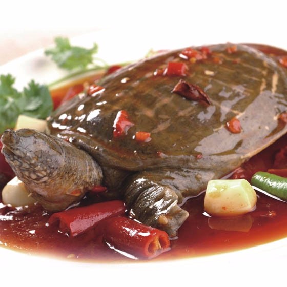 丁马甲鱼营养健康特惠组