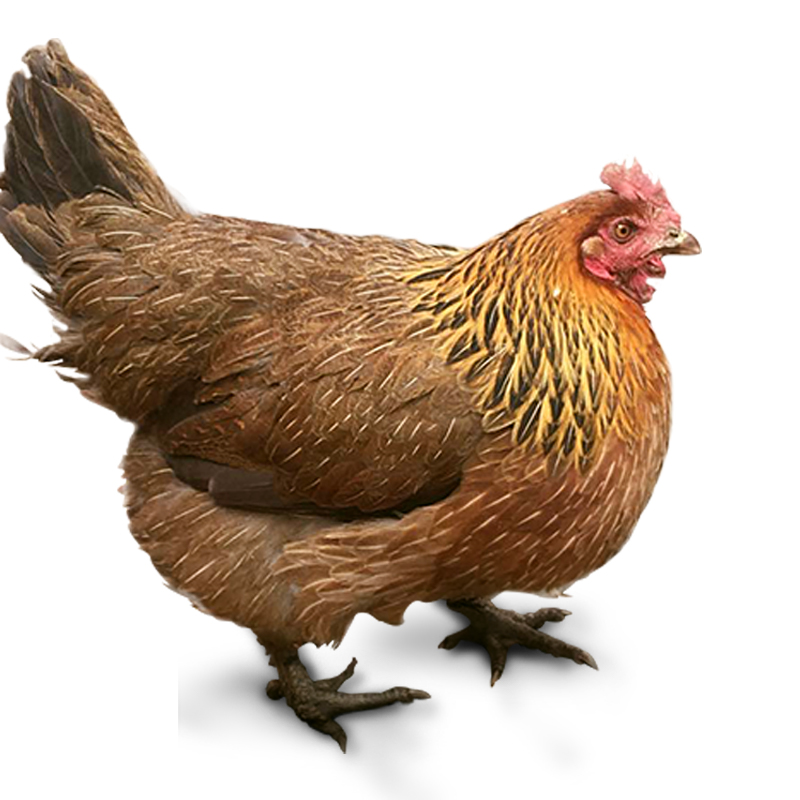 卡拉达 月子鸡 藏土鸡(母鸡) 净重1500克~1750克