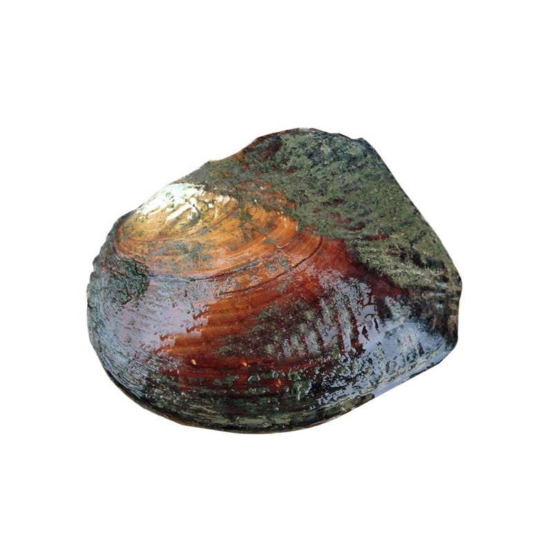 精品爱迪生蚌套组(3个)