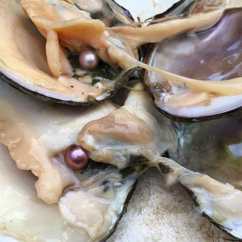 精品爱迪生蚌套组(3个)