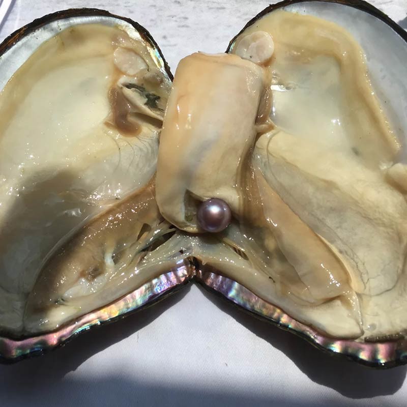 精品爱迪生蚌套组(3个)