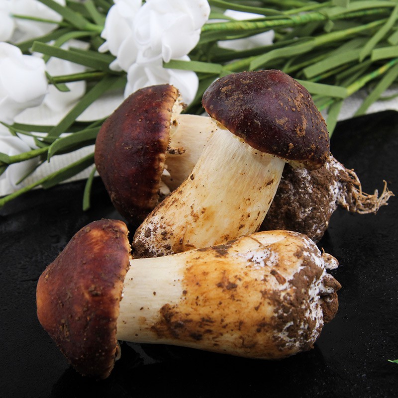 The Rise of Agaricus subrufescens in Japanese and Korean