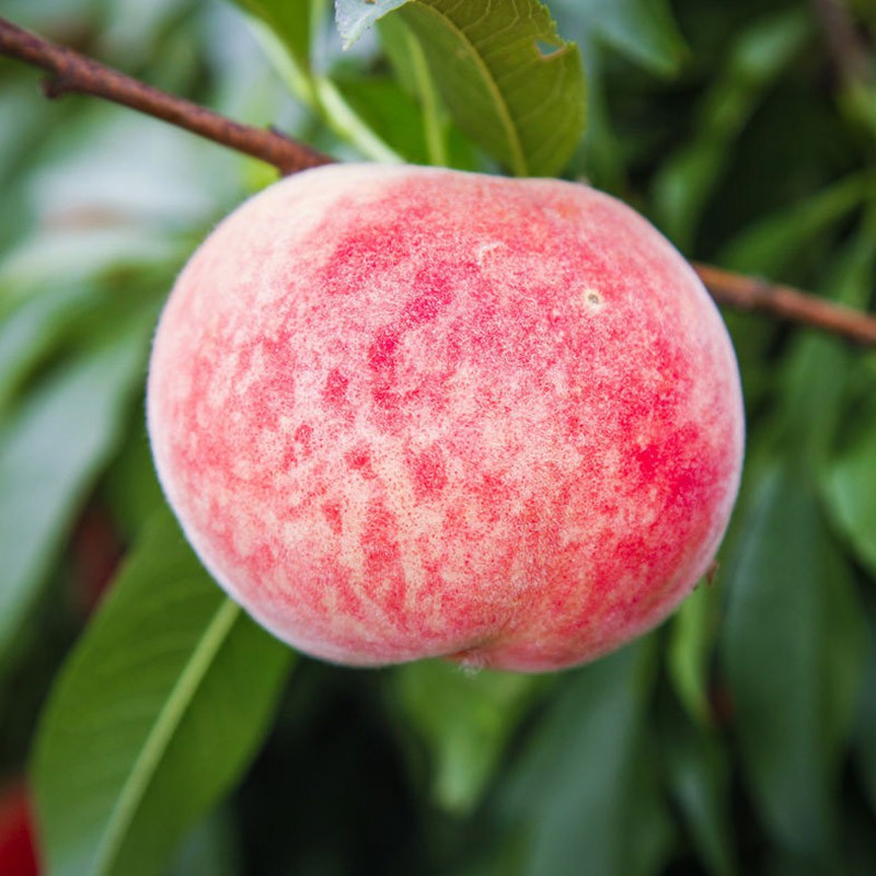 【古田特产白凤桃鲜摘现发 5斤】怎么样|好吗-优