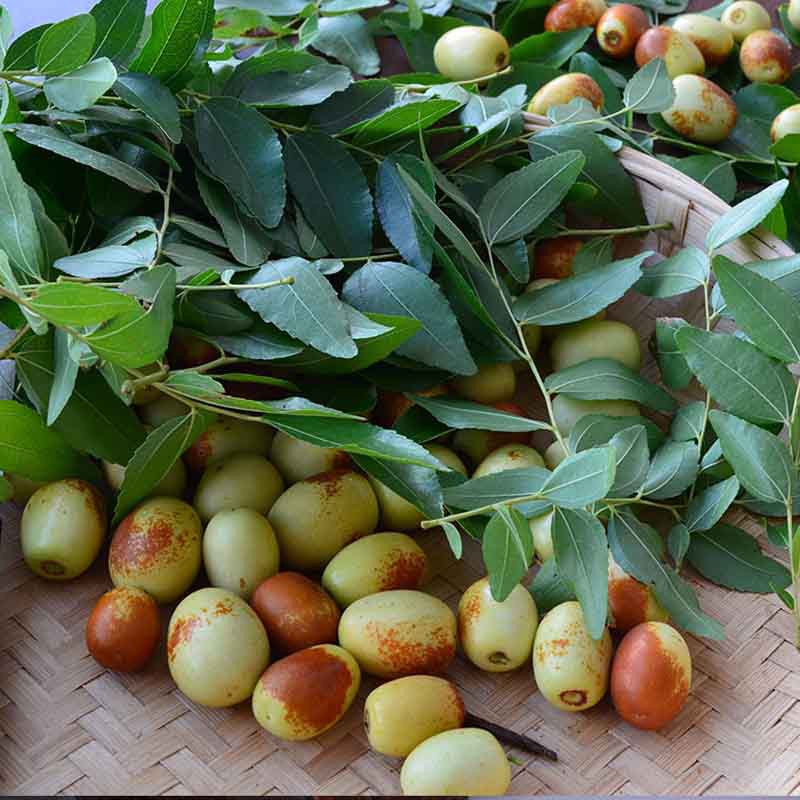 云南蒙自冰糖脆枣7斤脆甜鲜枣共同