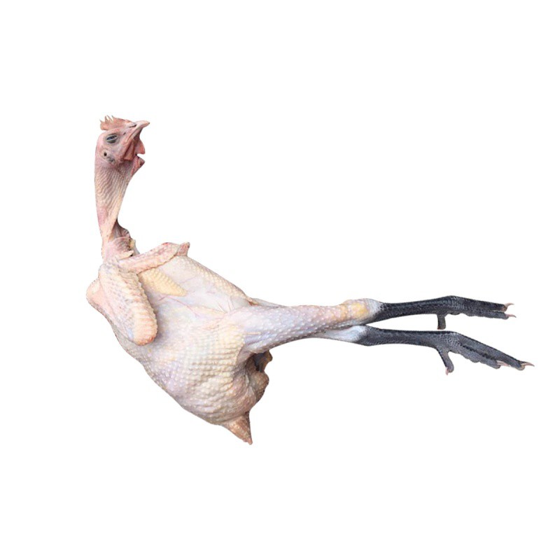 卡拉达香格里拉藏土鸡母鸡净重950克1100克