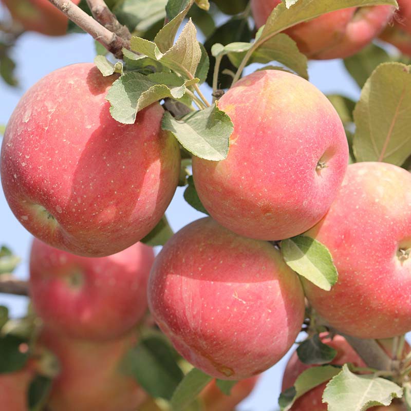 新疆阿克苏 冰糖心苹果·8斤（大果果径80-85mm） 新鲜脆甜 