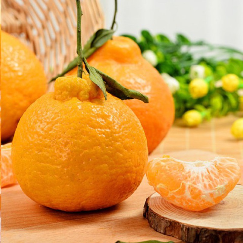 新鲜丑橘不知火果粒丰满入口化渣连箱10斤中大果现摘带叶鲜发