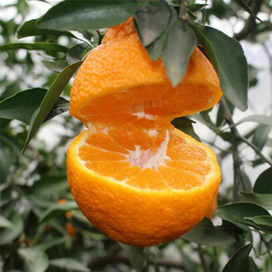 新鲜水果丑橘_高清图片素材