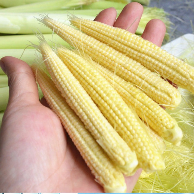 新鲜玉米笋香嫩脆甜现摘现发精选净果8斤装