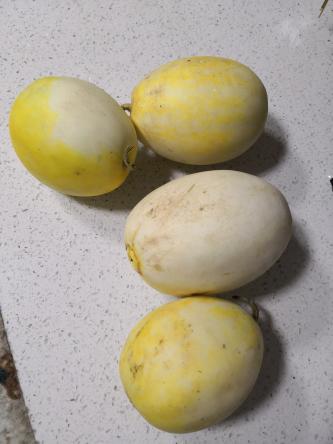 景甜5号甜瓜5斤装6个